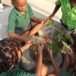 Reptiles - Vertebrate